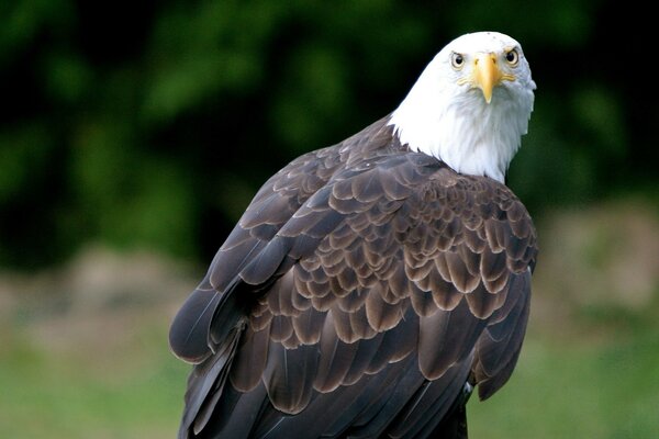 Der Adler sieht dich mit einem durchdringenden Blick an