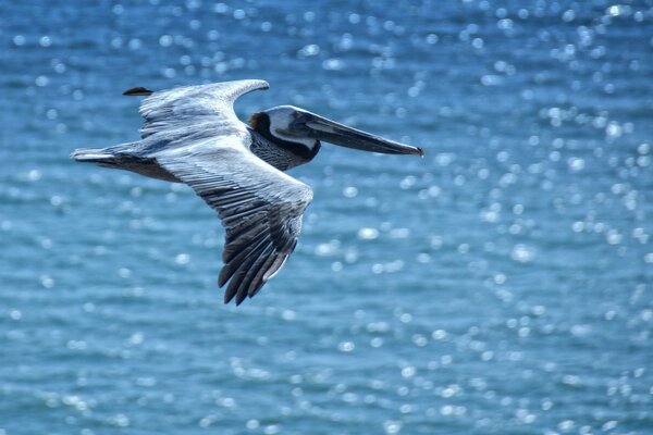 Pelican hunting flying over the water