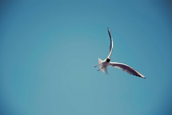 Fliegende Möwe auf blauem Himmel Hintergrund