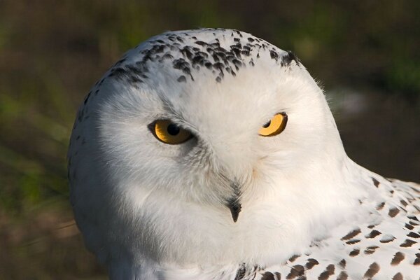 Beautiful owl in nature