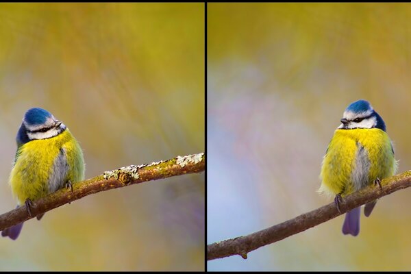 A bird is sitting on a branch in a tree