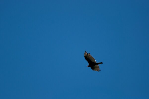 Un uccello fluttuante nelle distese blu del cielo