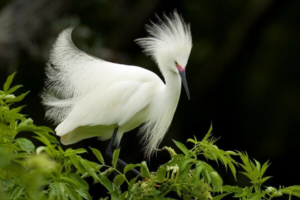 Pájaro blanco como la nieve entre la vida silvestre