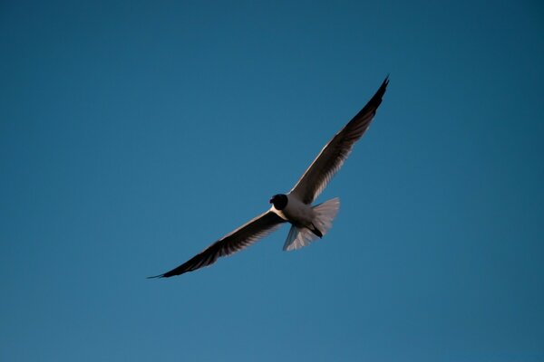 A seagull flies with its wings spread