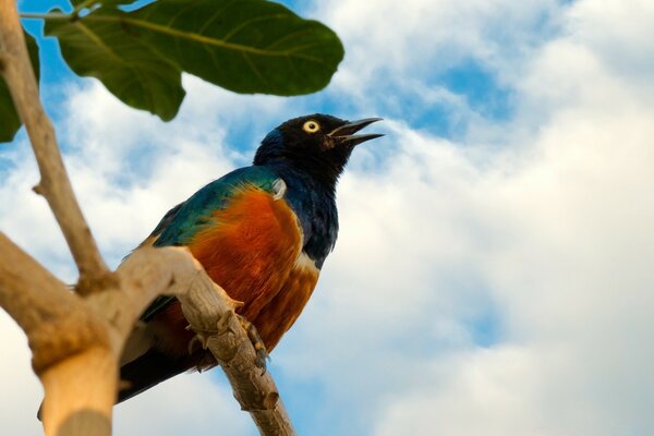 A multicolored bird looks at the sky