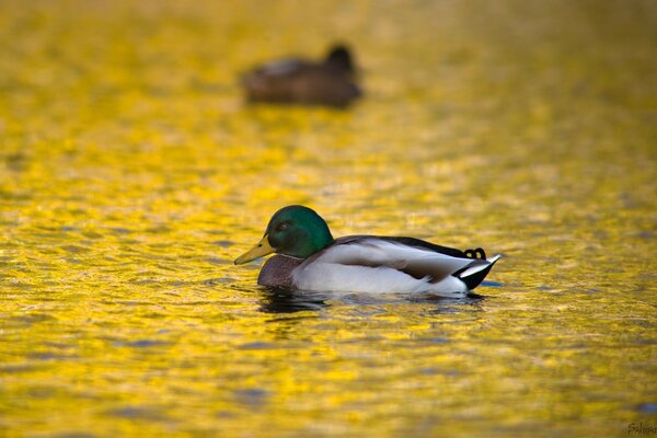 Pato nadando no lago