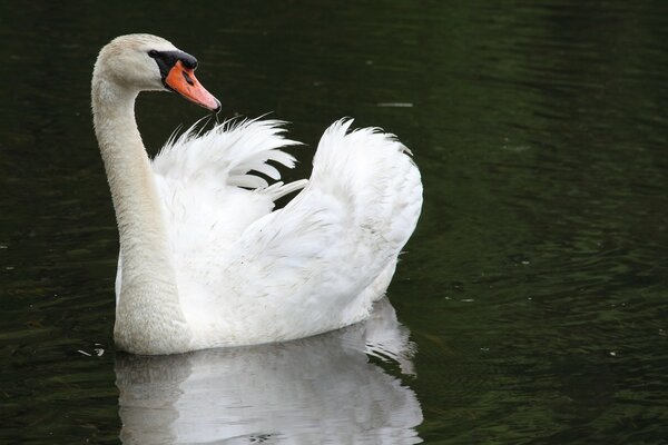 Ein weißer Schwan schwimmt auf einem See