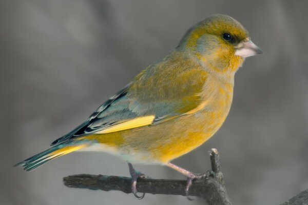 A bird with yellow plumage on a branch