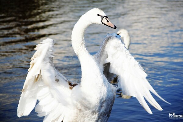 Weißer Schwan am Teich