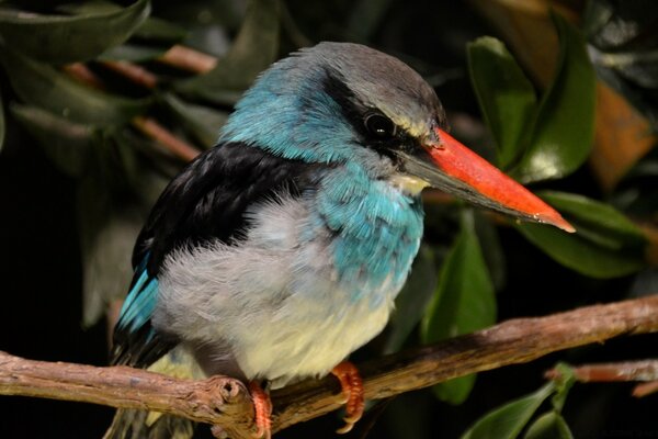 A bird with a big beak is sitting on a branch