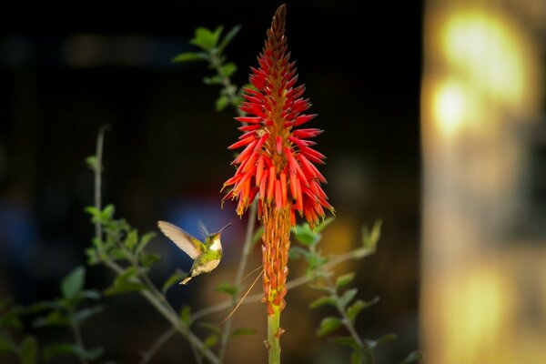 The beauty of nature with a bird flying on a flower