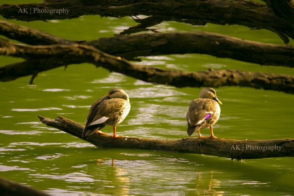 Dos pájaros sentados en una rama junto al agua