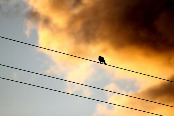 Gorrión en los cables en el fondo de la puesta de sol