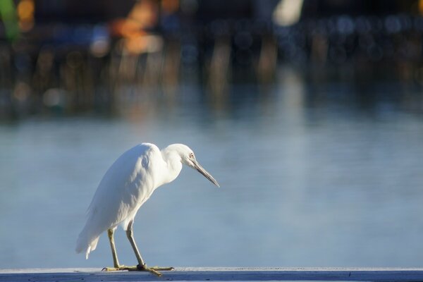 Oiseau blanc sauvage près de l eau