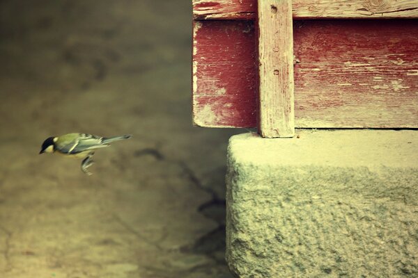 Bird tit jumps to the ground