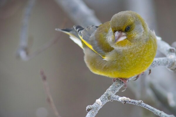 Oiseau au plumage jaunâtre se trouve sur une branche sans feuilles