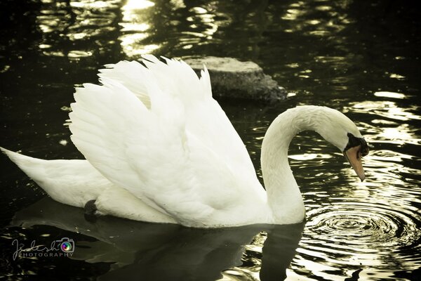 A white swan admires its reflection