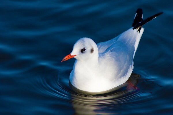 Möwe schwimmt auf dem Wasser am Meer