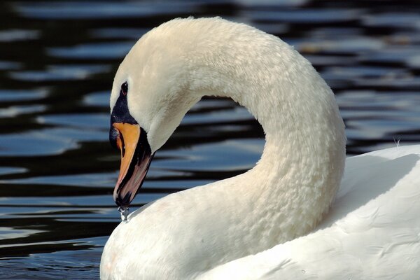 Cisne blanco como la nieve en la inmensidad de los mares