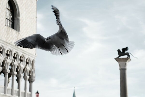 A pigeon on the background of a monument and a building