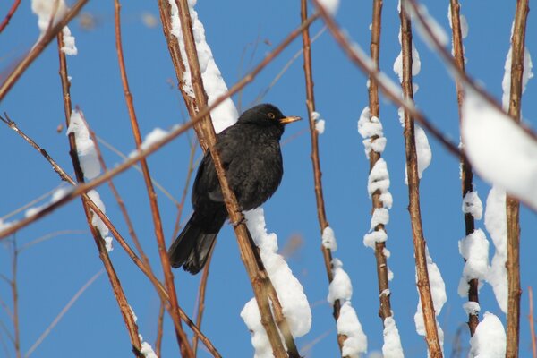 Uccello su un ramo di neve