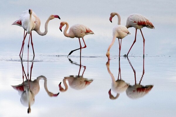 Rosa Flamingos auf einem flachen Teich