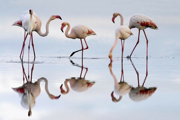 Różowe flamingi na płytkim akwenie