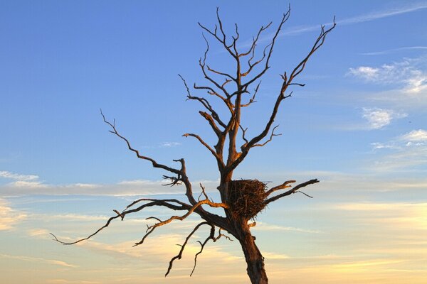 Landscape eagle s nest on a tree