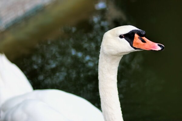 The white swan looks reproachfully