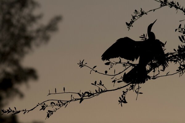 Dunkle Silhouette eines Vogels auf einem Ast