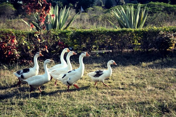 A flock of geese walks in the park