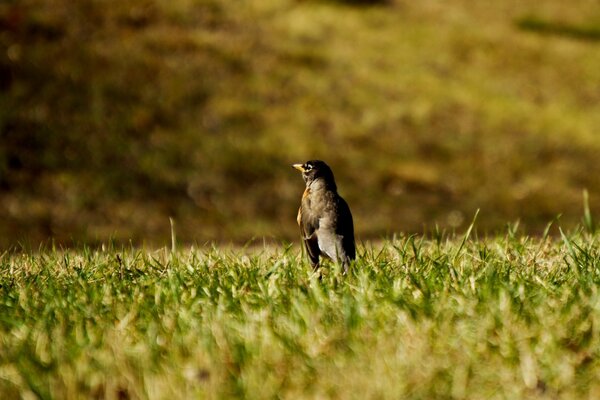 Oiseau de la faune sur l herbe