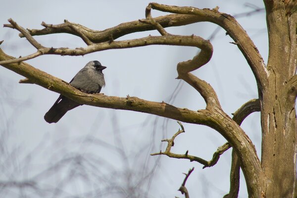 A bird is sitting on a branch in a tree