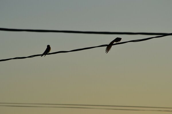 Birds are sitting on wires against the sky