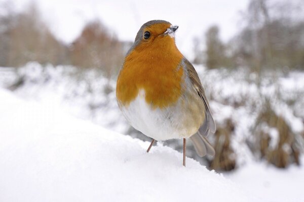 Vogel im Winter im Schnee, Kälte