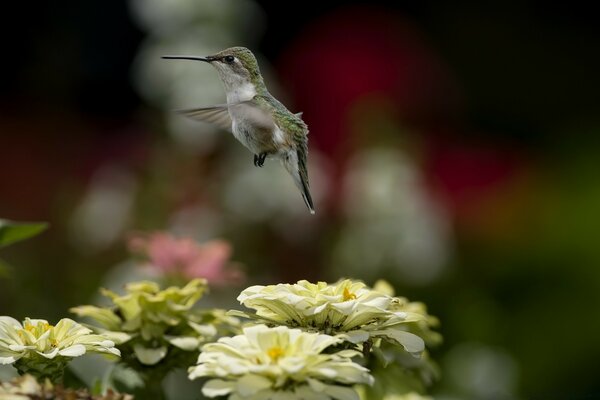 En vol au-dessus des fleurs de l oiseau