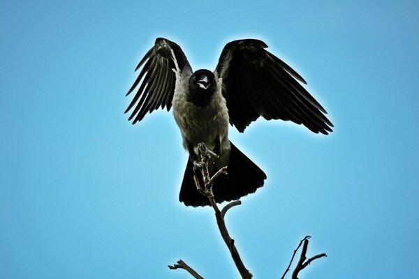 Großer Adler, der auf einem Ast am Himmelshintergrund sitzt