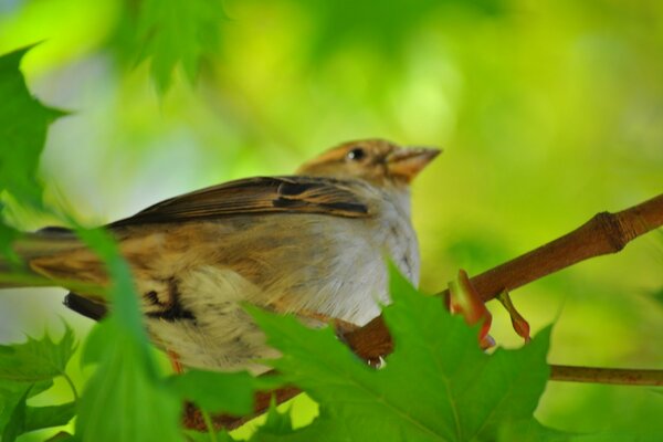 Der Vogel sitzt auf einem Ast mit grünen Blättern