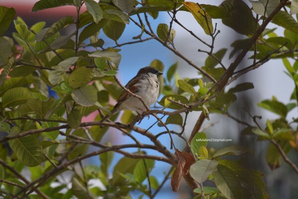 A sparrow is sitting on a tree branch