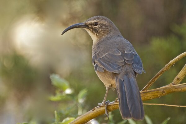 Pájaro con pico largo sentado en una rama