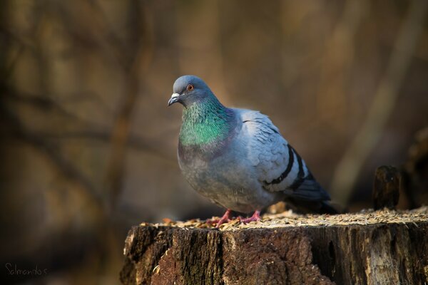 A pigeon among the trees is sitting on a stump