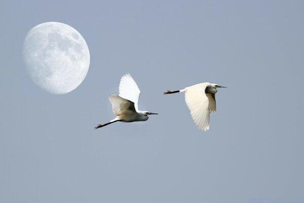 Dos pájaros vuelan en el cielo