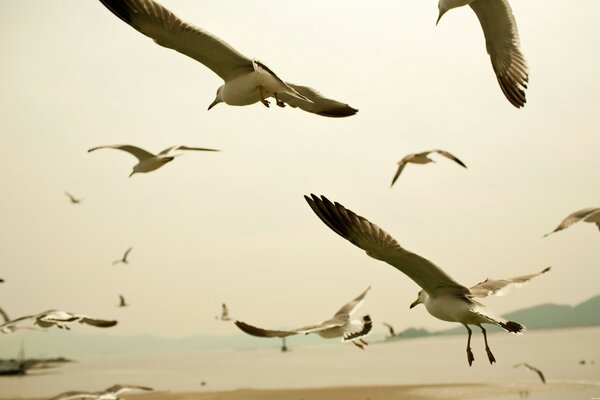 Möwen fliegen am Strand