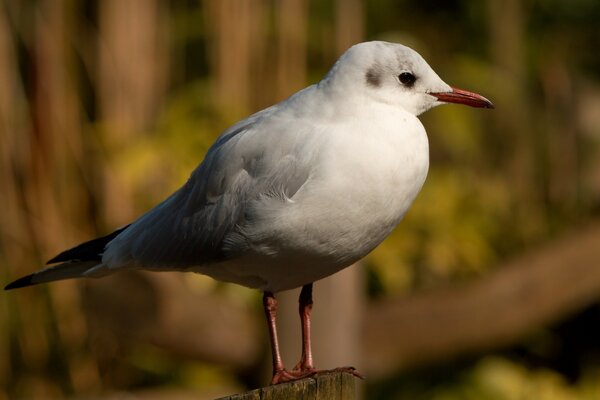 Gaviota blanca en la naturaleza