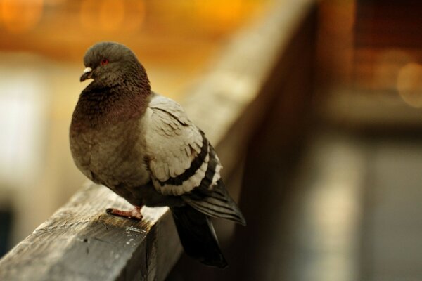 One pigeon is sitting on the side