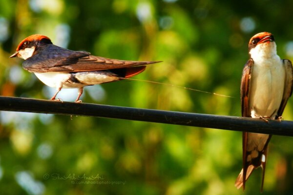 No mundo selvagem, as aves