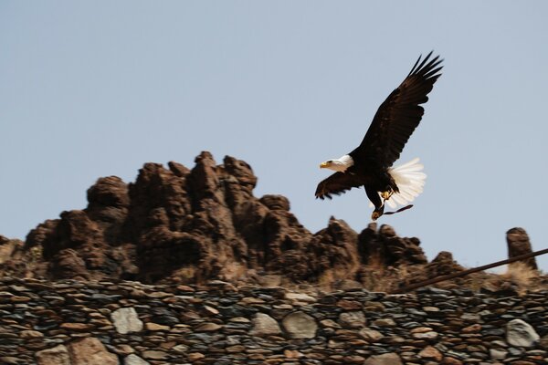 Eagle hunting in the wild