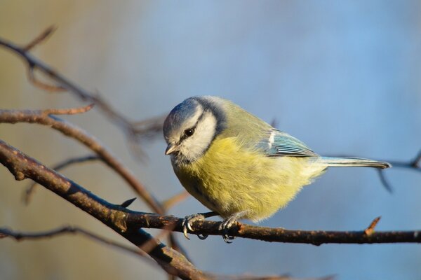 The songbird sits on a bare branch without leaves