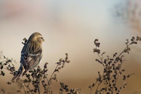 Oiseau solitaire tôt le matin brumeux