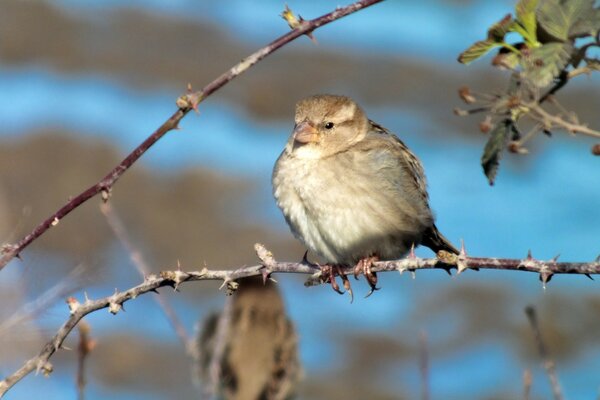 A small bird is sitting on a branch